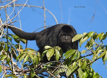Alouatta pigra-Mono Aullador