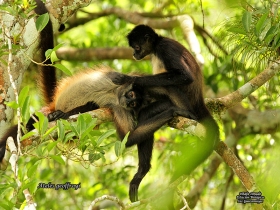 Ateles-geoffroyi