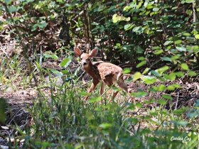 Bebe-odocoileus