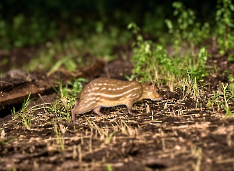 Cuniculus paca