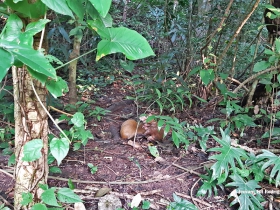 Dasyprocta punctata-estacion-biologica-las-guacamayas