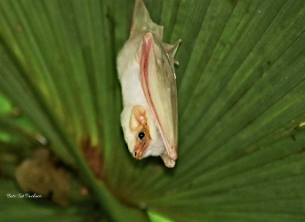 Dicllidurus albus