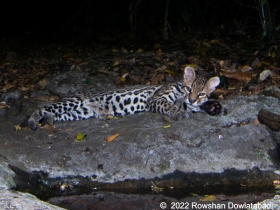 Leopardus-pardalis
