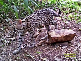 Leopardus pardalis