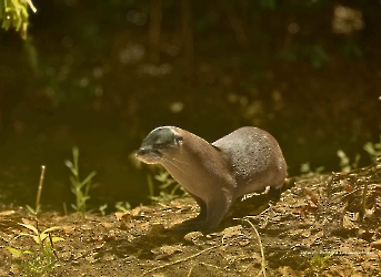 Lontra longicaudis
