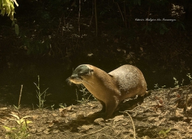 Nutria neotropical