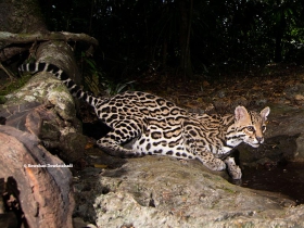 Ocelote pardalis