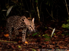 Leopardus pardalis