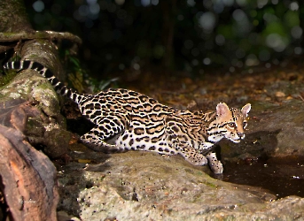 Ocelote