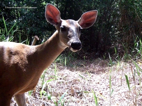 Odocoileus-virginianus