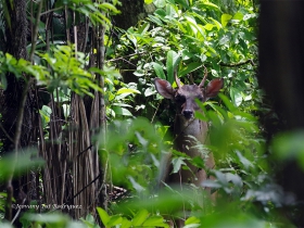 Odocoileus virginianus