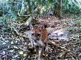 Puma concolor