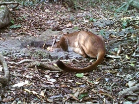 Puma concolor