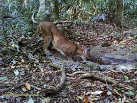 Puma concolor