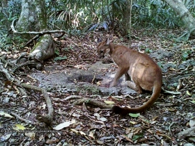 Puma concolor