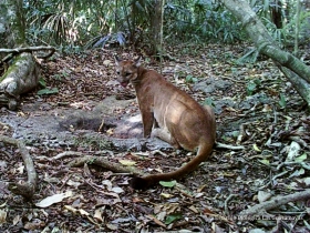 Puma concolor