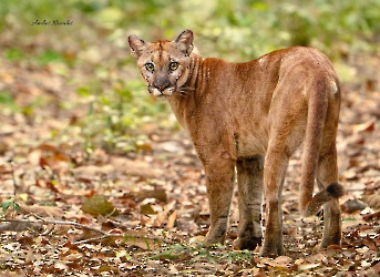 Puma concolor