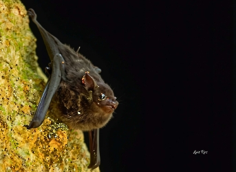 Saccopteryx bilineata