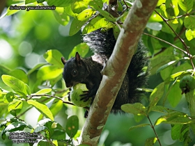 Sciurus-yucatanensis