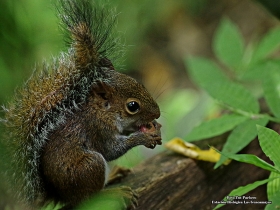 Sciurus deppei