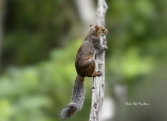 Sciurus deppei