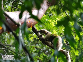 Tamandua mexicana