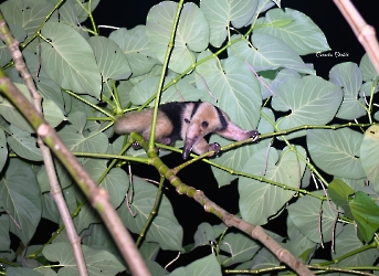 Tamandua mexicana