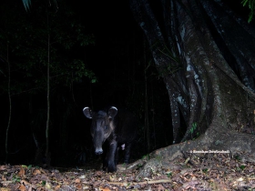 tapir-centroamericano