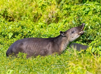 Tapirus bairdii