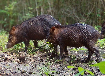 Mamíferos