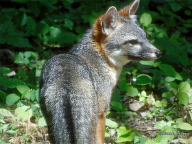 Urocyon cinereoargenteus