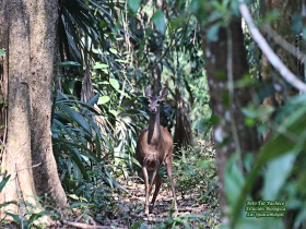 Odocoileus virginianus