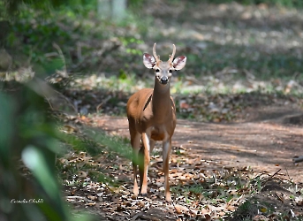 Venado cola blanca