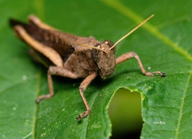 Abracris flavolineata