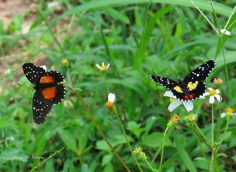 Chlosyne erodyle y Chlosyne janais