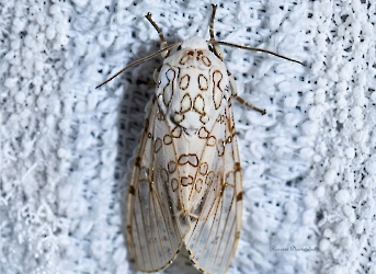 Hypercompe caudata