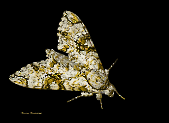 Manduca florestan