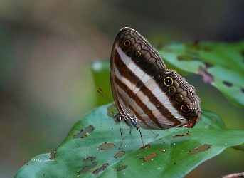 Pareuptychia ocirrhoe