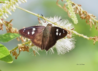 Polygonus arizonensis