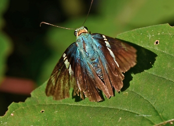 Telegonus azul