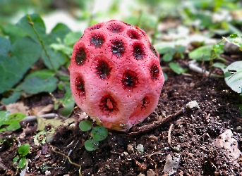 Clathrus crispus