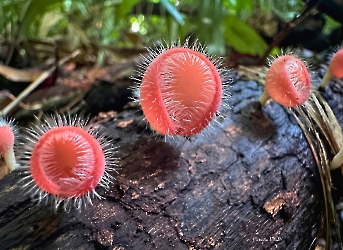 Reino Fungi