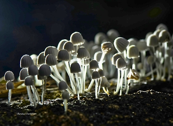 Coprinellus disseminatus