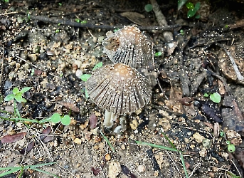 Coprinellus flocculosus