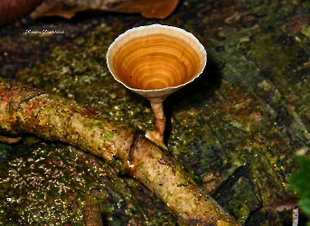 Flabellophora obovata