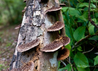 Hexagonia hydnoides