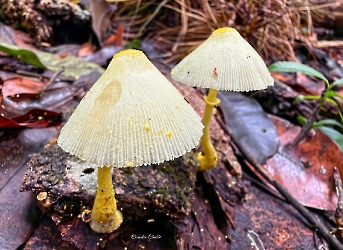 Leucocoprinus birnbaumii