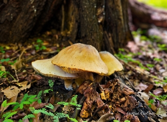Macrocybe titans
