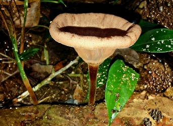 Panus velutinus