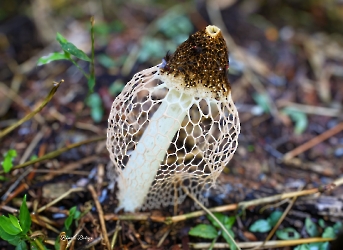 Phallus indusiatus